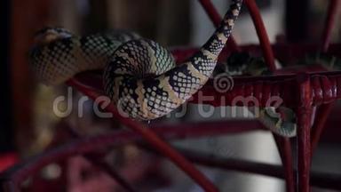 瓦格勒`在马来西亚<strong>槟城</strong>蛇庙睡觉的坦普尔毒蛇
