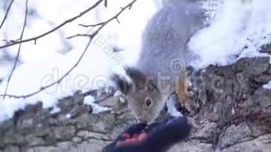 松鼠手拿坚果的特写镜头。 松鼠在冬天从手里拿坚果。 松鼠感谢