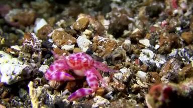 兰贝海峡沙质<strong>软珊瑚</strong>瓷蟹