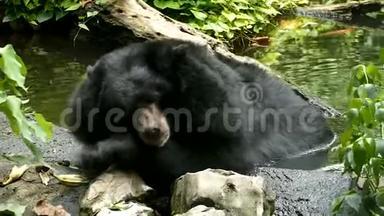 亚洲黑熊，喜马拉雅黑熊打哈欠睡觉