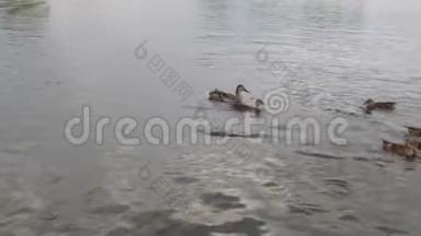 鸭子在池塘上，鸭子在水里游泳。 鸭子吃面包，游泳，追逐食物。 4k
