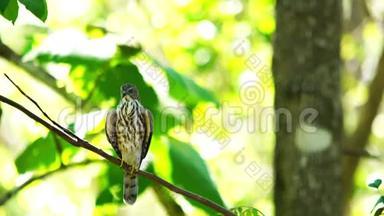 石克拉鸟栖息在森林中一棵树的树枝上