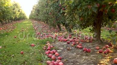 果园里有红苹果的树。 漂亮的红苹果熟了，直接掉在地上.. 大型农业