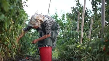 一位戴着头巾的白发老太太在一个大<strong>塑料桶</strong>里收集西红柿。在蔬菜中收割