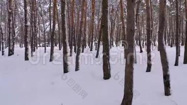 在冬天的松林里飞过树干。 在松树林间的一条雪道