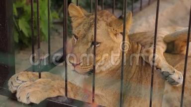 动物园里的一只母狮，一只母狮在炎热的天气里躺在阴凉处