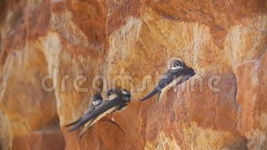 燕子坐在悬崖上的墙上-慢动作
