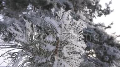 绿色云杉针被<strong>霜冻</strong>覆盖。 特写镜头。 雪中的冬季森林。 在<strong>冬天</strong>的公园里有一个很强的