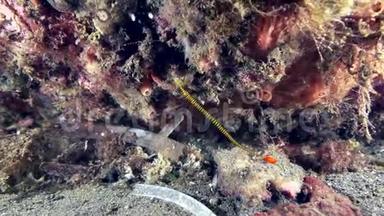 杜马盖特苏鲁海珊瑚上的<strong>黄带</strong>管鱼
