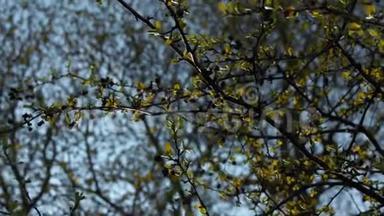 晚春的树枝上有花蕾，金黄的叶子和清澈的蓝天背景。