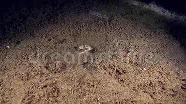 两只小螃蟹在祖鲁海的沙滩上搏斗