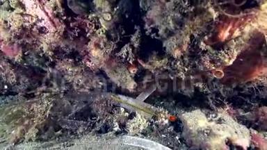 杜马盖特苏鲁海珊瑚上的黄带管鱼