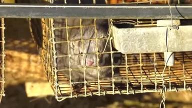 水貂养殖，动物保护，灰色水貂在一个金属笼子。 欧洲貂，穆斯塔拉卢特罗拉，透过他的笼子网格。