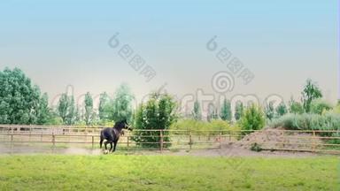 马踢跑.. 黑色美丽的马在围场的绿草上飞驰