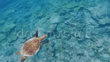海龟在珊瑚礁上游泳