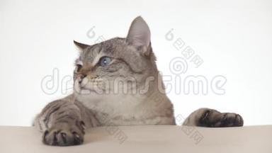 漂亮的泰国猫在白色背景的股票录像中四处寻找特写镜头