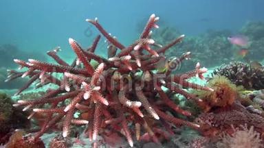 阳光明媚的一天，祖鲁海阿坡岛的珊瑚中有一条漂亮的<strong>小鱼</strong>