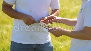一个手里拿着一块药片的农民在麦田里观察小麦的质量。 一个农民的双手特写