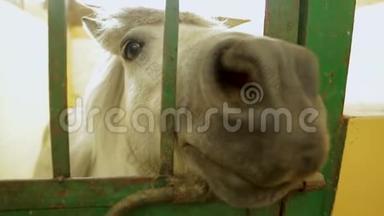笼子里的马，白色的小马看着镜头，圈养动物