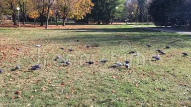 鸽子，鸽子在公园的草地上吃种子.. 镇公园里美丽的一群鸽子.. 喂养。