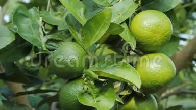 近距离拍摄新鲜和自然的未成熟的绿色柠檬在树上，绿色石灰在大自然中
