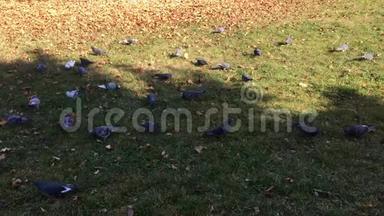鸽子，鸽子在公园的草地上吃种子.. 镇公园里美丽的一群鸽子.. 喂养。