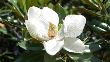美丽的白玉兰花在花园里特写。 花被风吹过。 慢动作