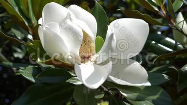 美丽的<strong>白玉兰</strong>花在花园里特写。 花被风吹过。 慢动作