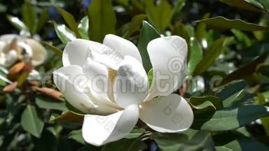 美丽的白玉兰花在花园里特写。 花被风吹过。 慢动作