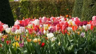 五颜六色的郁金香花在春天的花园里绽放。 春天盛开的装饰郁金香花