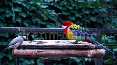 迷人的近4k彩虹彩色热带鸟类鹦鹉在野生自然环境中觅食