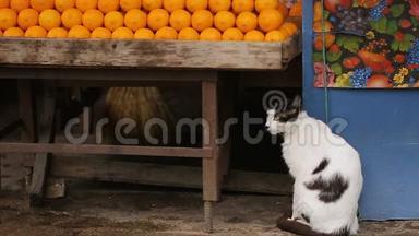 生活在户外市场的漂亮猫，坐在<strong>水果摊</strong>和篮子下面