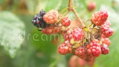 红色和黑色浆果黑莓在花园的灌木上，雨后滴，4k，慢镜头拍摄。