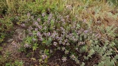 在草地上生长的百里香<strong>紫色花朵</strong>的特写。