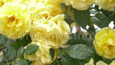 特写镜头。 4k. 雨后黄色玫瑰的花。