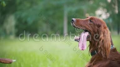 在公园里的爱尔兰人-狗感觉很热，伸出舌头，慢动作