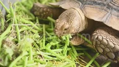 一群美丽的非洲老龟在动物园公园里吃新鲜蔬菜作<strong>为</strong>人类的宠物朋友。 海龟吃绿色