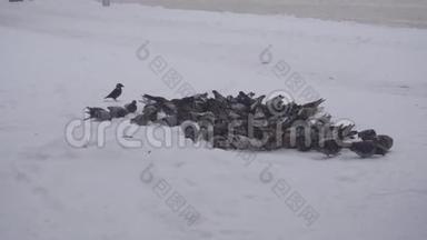 一大群鸽子在城里寻找食物，霜冻的天气下着雪，冬天，特写镜头，慢镜头
