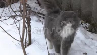 大雪中的大灰猫冬