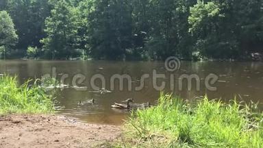 鸭子和小鸭子在森林里的湖里游泳。 人们给鸭子喂面包