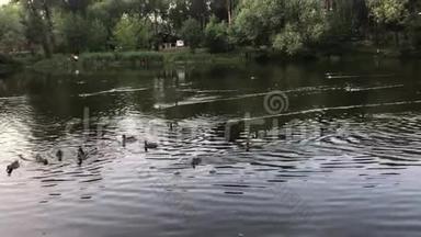 鸭子和<strong>小鸭子</strong>在森林里的湖里<strong>游泳</strong>。 人们给鸭子喂面包