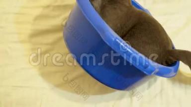 舀子折叠小猫在蓝碗里玩耍的游戏录像
