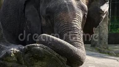 大象的慢动作在动物园吃草。 靠近亚洲象