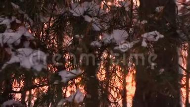 松枝上的雪.. 美丽的松枝在日落时摆动着风。 冬季傍晚的森林，太阳背景下的公园。
