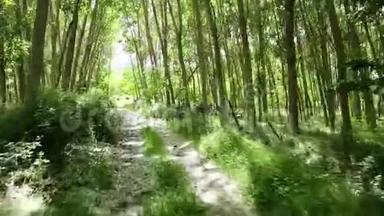 埃尔伯拉尔-阿奎夫树林中的一条乡间小路