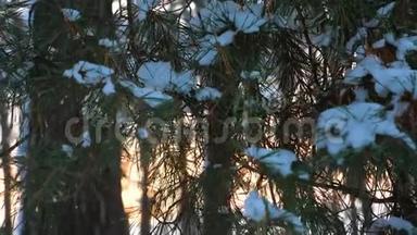 美丽的<strong>松枝</strong>在日落时迎风摆动，雪在<strong>松枝</strong>上，冬天的傍晚森林，一个公园在阳光的背景下。