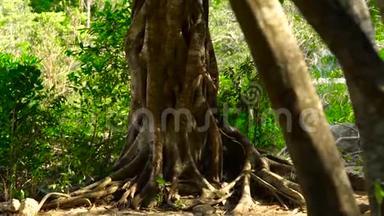 缠绕的根，热带树在绿色的森林中靠近。 丛林中的一棵高大的树，有扭曲的根。 垂直全景图