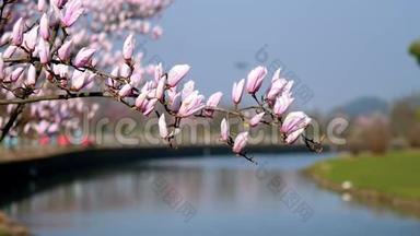 春天的<strong>花朵</strong>系列，紫色的<strong>玉兰花</strong>在风中，蓝天和河流的背景