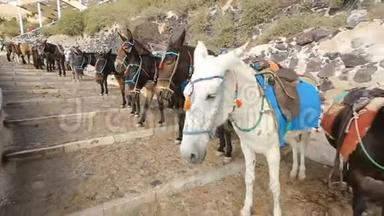 配备骑驴沿道路排队，乘坐动物旅游景点