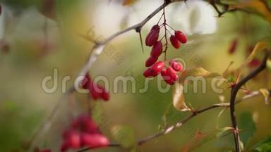 成熟的红莓挂在灌木丛中. 巴宝莉特写的刺鼻小布什。 4k